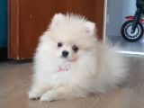 Pomeranian Boo 0 Numara Ticket Guzeller Guzeli