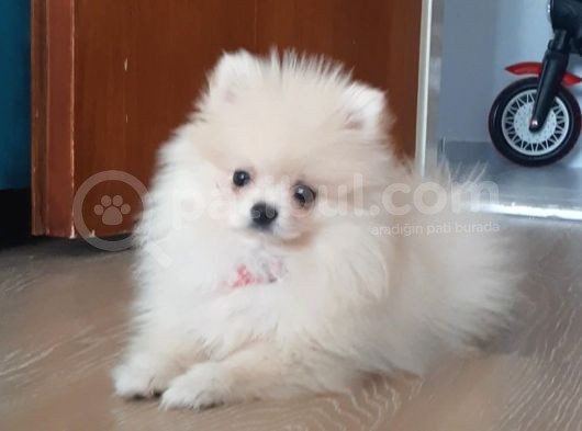 Pomeranian Boo 0 Numara Ticket Guzeller Guzeli görsel