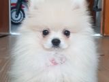 Pomeranian Boo 0 Numara Ticket Guzeller Guzeli