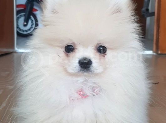 Pomeranian Boo 0 Numara Ticket Guzeller Guzeli görsel