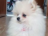 Pomeranian Boo 0 Numara Ticket Guzeller Guzeli