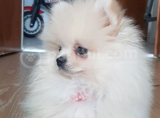 Pomeranian Boo 0 Numara Ticket Guzeller Guzeli görsel