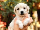 Son 1 Di̇şi̇ 1 Erkek Malti̇poo Yavrulari