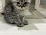 British Shorthair Samsun