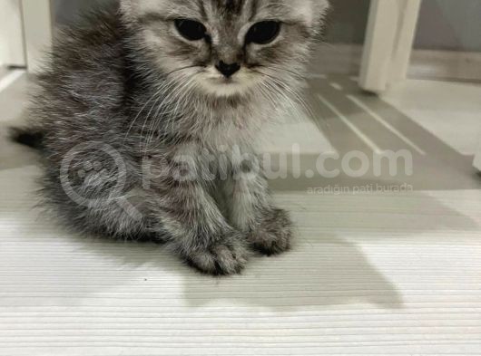 British Shorthair Samsun