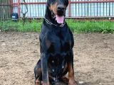 En İyisinden Daha İyi A Secereli Şampiyon Kan Hattına Sahip Doberman Yavruları