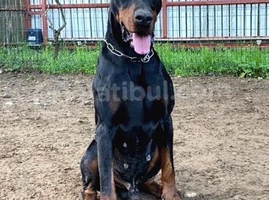 En İyisinden Daha İyi A Secereli Şampiyon Kan Hattına Sahip Doberman Yavruları