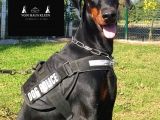 En İyisinden Daha İyi A Secereli Şampiyon Kan Hattına Sahip Doberman Yavruları