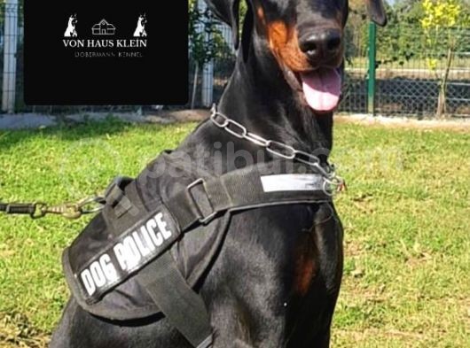 En İyisinden Daha İyi A Secereli Şampiyon Kan Hattına Sahip Doberman Yavruları görsel