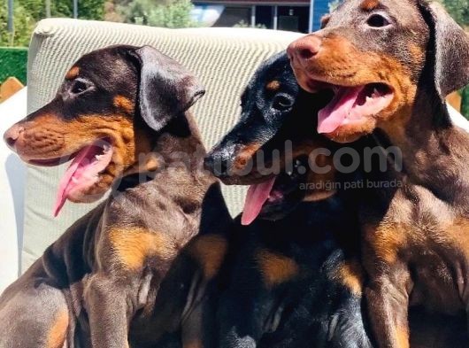 En İyisinden Daha İyi A Secereli Şampiyon Kan Hattına Sahip Doberman Yavruları görsel