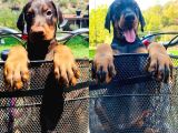 En İyisinden Daha İyi A Secereli Şampiyon Kan Hattına Sahip Doberman Yavruları