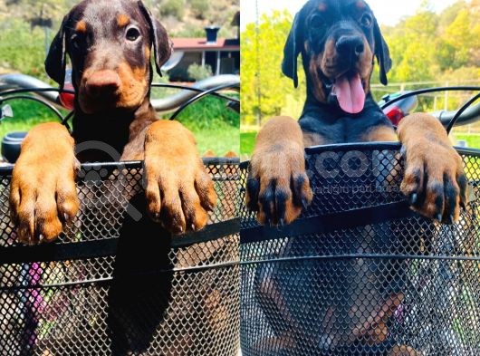 En İyisinden Daha İyi A Secereli Şampiyon Kan Hattına Sahip Doberman Yavruları görsel