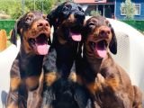 En İyisinden Daha İyi A Secereli Şampiyon Kan Hattına Sahip Doberman Yavruları