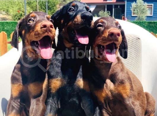 En İyisinden Daha İyi A Secereli Şampiyon Kan Hattına Sahip Doberman Yavruları görsel