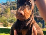 En İyisinden Daha İyi A Secereli Şampiyon Kan Hattına Sahip Doberman Yavruları