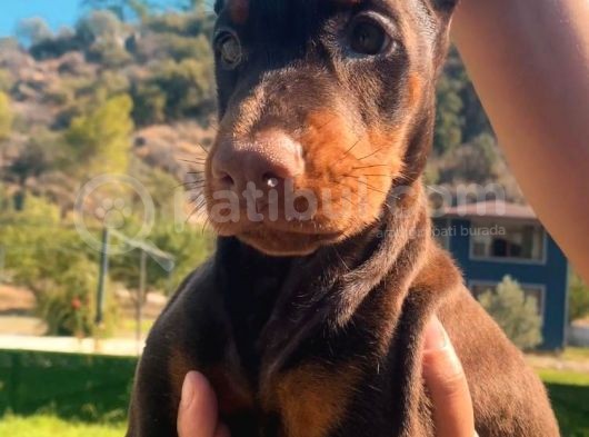 En İyisinden Daha İyi A Secereli Şampiyon Kan Hattına Sahip Doberman Yavruları görsel