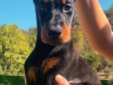 En İyisinden Daha İyi A Secereli Şampiyon Kan Hattına Sahip Doberman Yavruları