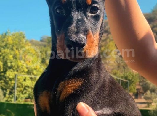 En İyisinden Daha İyi A Secereli Şampiyon Kan Hattına Sahip Doberman Yavruları görsel