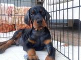 En İyisinden Daha İyi A Secereli Şampiyon Kan Hattına Sahip Doberman Yavruları