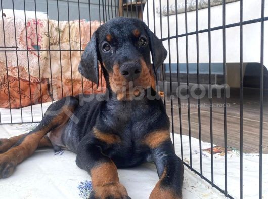 En İyisinden Daha İyi A Secereli Şampiyon Kan Hattına Sahip Doberman Yavruları görsel