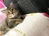 Ücretsiz sahiplendirme Black Golden Tabby British Shorthair