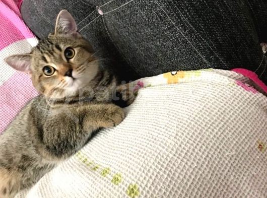 Ücretsiz Sahiplendirme Black Golden Tabby British Shorthair