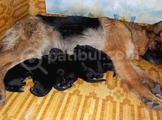 Alman Kurdu Yavrulari Mama Ve Malzeme Kampanyali görsel