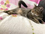 Ücretsiz Sahiplendirme Black Golden Tabby British Shorthair