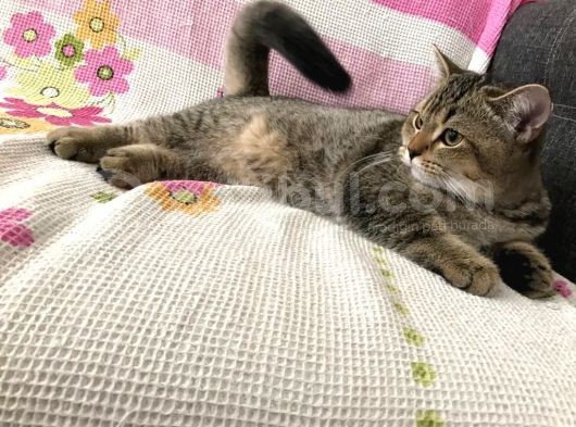 Ücretsiz Sahiplendirme Black Golden Tabby British Shorthair görsel