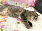 Ücretsiz Sahiplendirme Black Golden Tabby British Shorthair