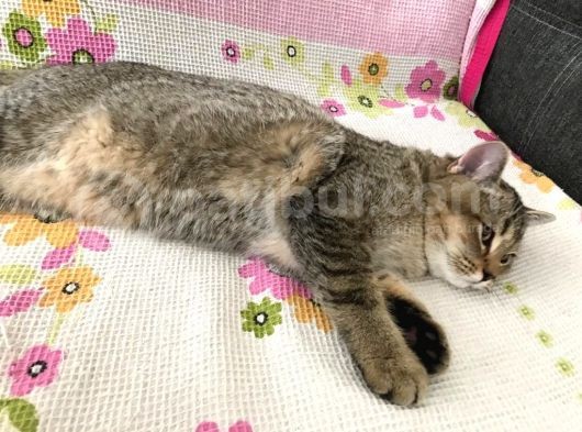 Ücretsiz Sahiplendirme Black Golden Tabby British Shorthair görsel