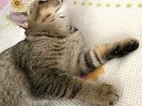 Ücretsiz Sahiplendirme Black Golden Tabby British Shorthair