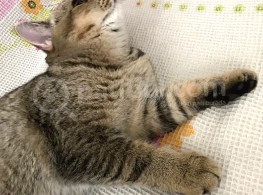 Ücretsiz Sahiplendirme Black Golden Tabby British Shorthair görsel