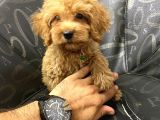 A Kali̇te Malti̇poo