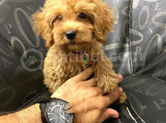 A Kali̇te Malti̇poo
