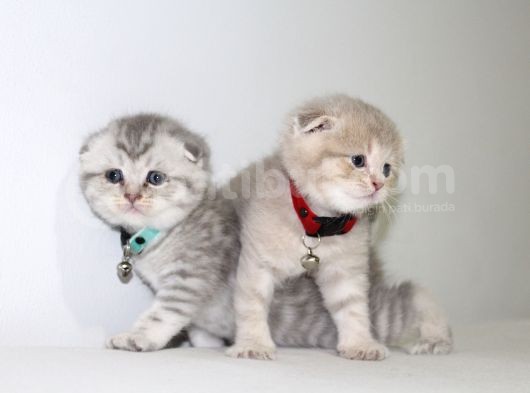 Ev Ortamından Scottish Fold Ve British Shorthair Yavrular