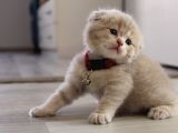 Ev Ortamından Scottish Fold Ve British Shorthair Yavrular