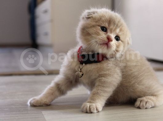 Ev Ortamından Scottish Fold Ve British Shorthair Yavrular görsel