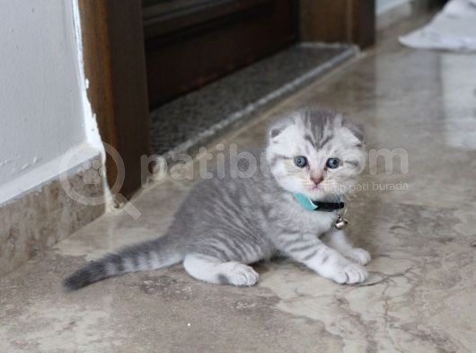 Ev Ortamından Scottish Fold Ve British Shorthair Yavrular görsel