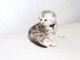 Ev Ortamından Scottish Fold Ve British Shorthair Yavrular