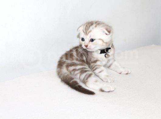 Ev Ortamından Scottish Fold Ve British Shorthair Yavrular görsel