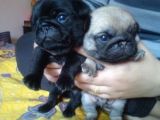 Pug  Yavrulari Mama Ve Malzeme Kampanyanli