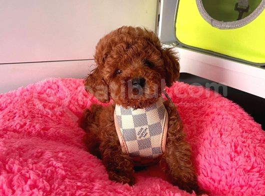 Tüy Dökmeyen Toy Poodle Yavrular görsel