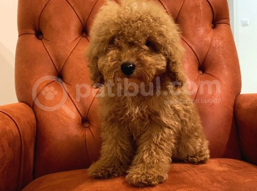Güzeller Güzeli Red Toy Poodle Bebeğimiz görsel