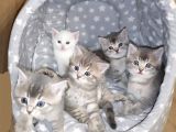 British Shorthai̇r Ve Longhai̇r Kedi̇ Sahi̇plendi̇rme