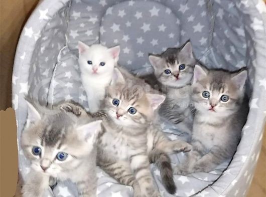 British Shorthai̇r Ve Longhai̇r Kedi̇ Sahi̇plendi̇rme