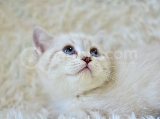 Şampi̇yon Soyundan Lynx Bri̇ti̇sh Shorthai̇r görsel