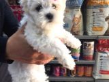 Maltese Terrier Yavruları