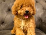 Sevi̇mli̇ Toy Poodle Bebi̇şleri̇mi̇z
