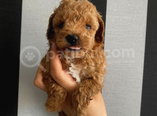 Ev Doğumlu Poodle Bebekler görsel